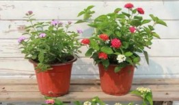 菏泽最新出轨爆料视频网,惊人真相引发网友热议